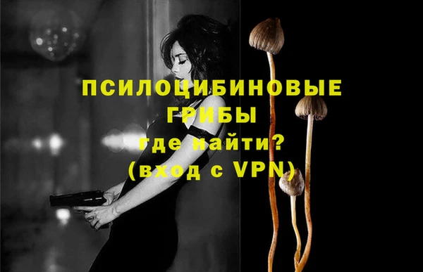 сатива Новозыбков