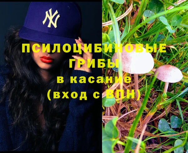 сатива Новозыбков