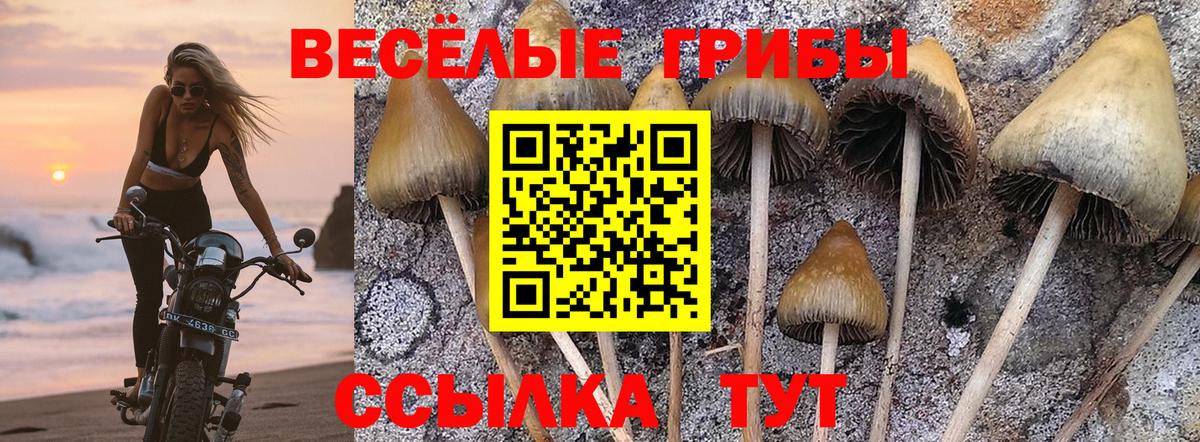 Псилоцибиновые грибы Cubensis Курчатов