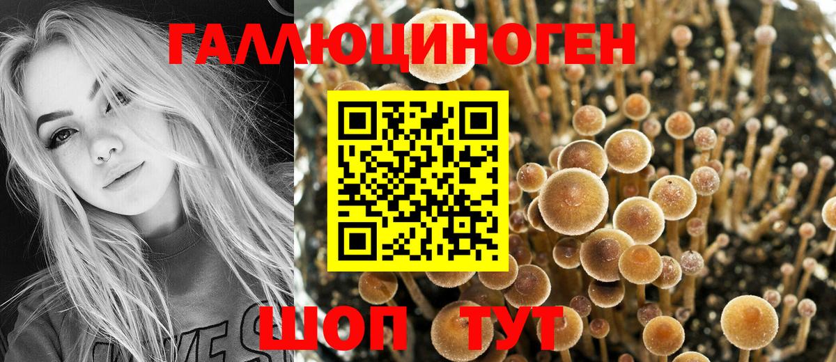 Курчатов  Псилоцибиновые грибы мицелий  Вход с VPN 